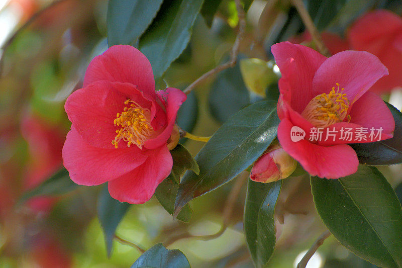 茶花/日本茶花